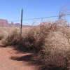 Tumbling Tumbleweeds Mp3