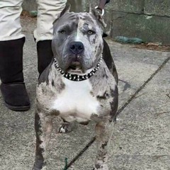 TriGGa G x Get at me