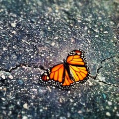 Waiting for the smog- Xenlaa