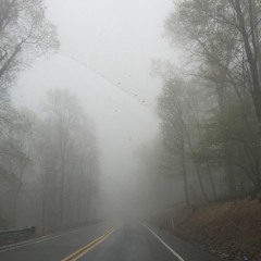 Foggy Forest