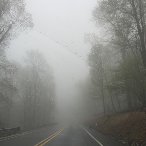 Foggy Forest