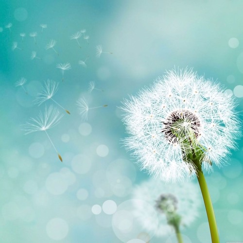 Triple Dandelions