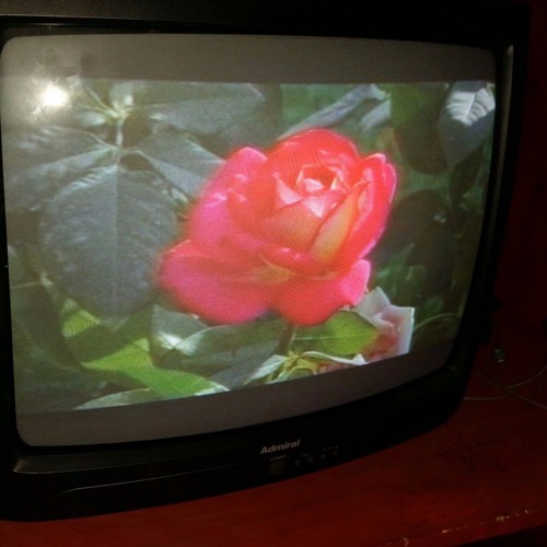 bazlow x motion - always