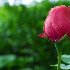 زهرة و عبيرك زاكي - صديق الكحلاوي