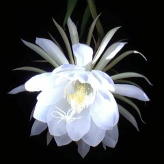 Yếu đuối - Hiếu Hài Hước [Cover]