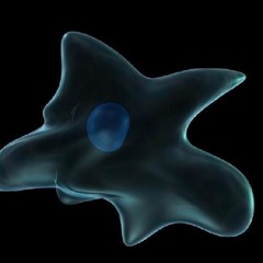 ΠΡΩΤΟΖΩΑ (PROTOZOA) - Aμοιβάδα (amoeba)