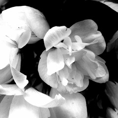 Mitx Mitxii & Neli CoKo - Sweet Death