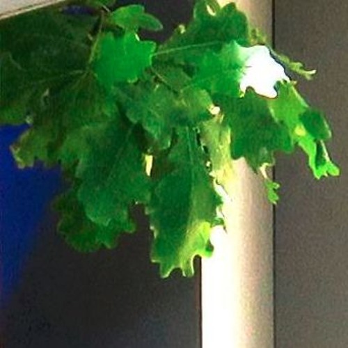 Mila Stern @ Bachstelzen @ Fusion 2016