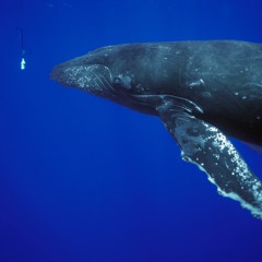 Humpback Whale Song Recorded off the Coast of Maui in 2004