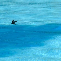 MAH Art Works - Pool