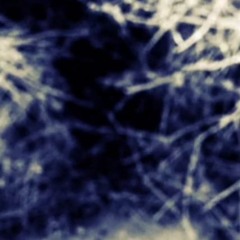 collective subjective