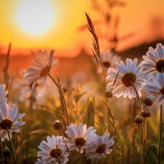 Poisoning Air With Dream Of Peace (False Auto)