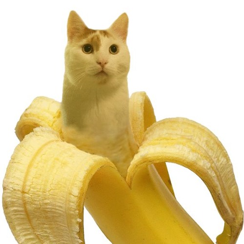 Bananacat