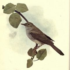 Nightingale Song - Palupohja