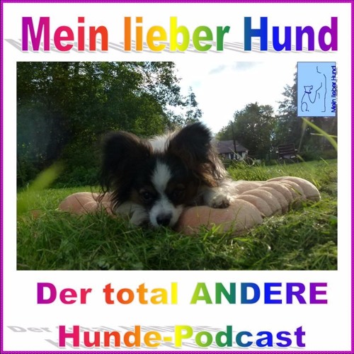mein hund kommt nicht mehr zu mir