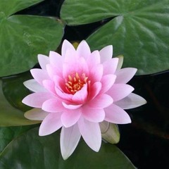 Lotus Flower- Faye Adinda
