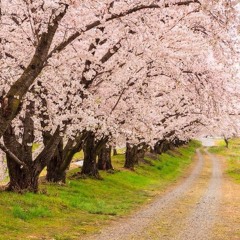 SAKURA [Prod by King Coffee]