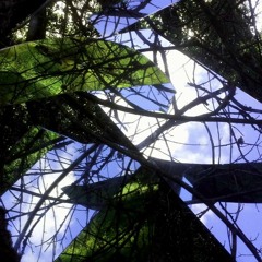 Green and Purple