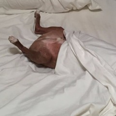 Bored to Death
