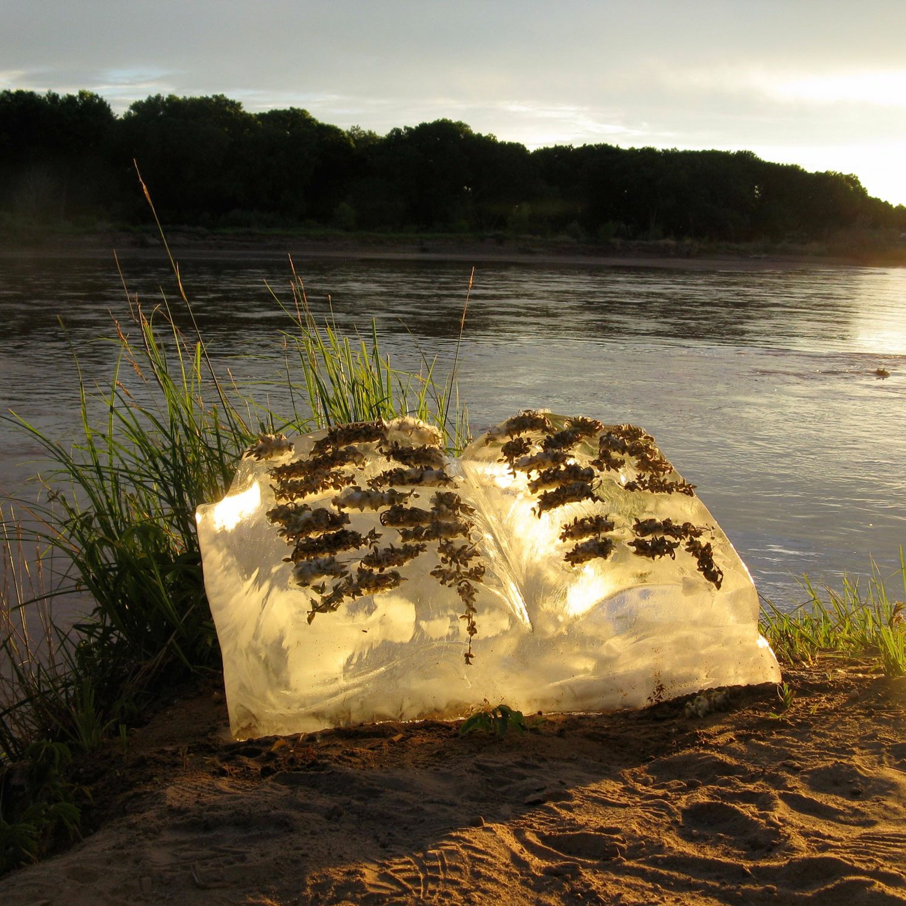 Seed Story Broadcasts