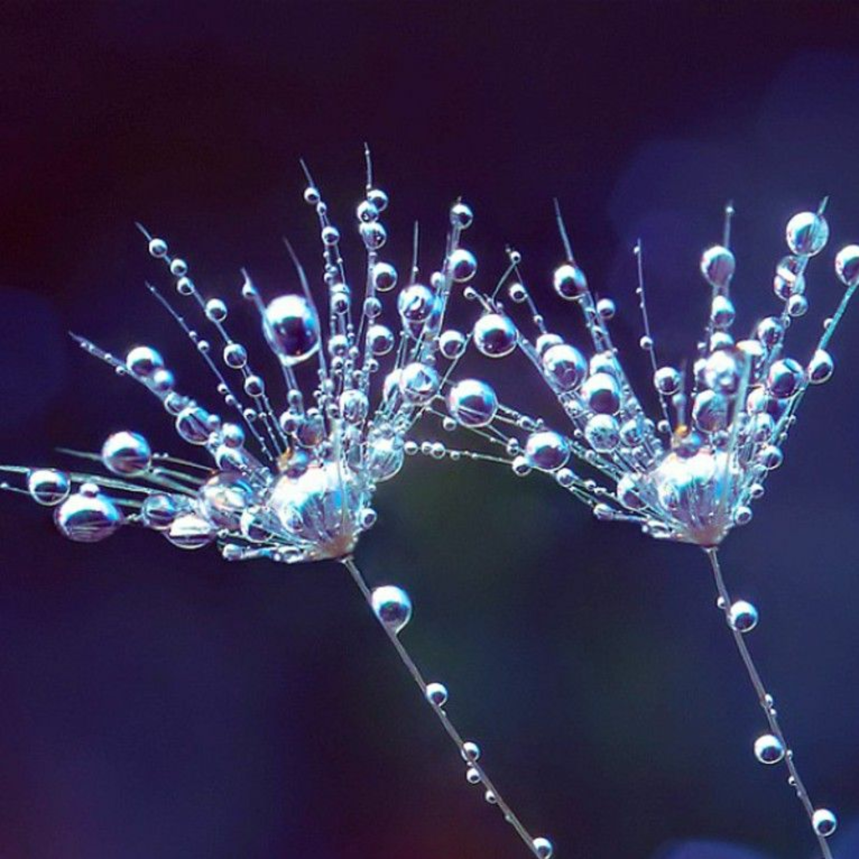 Dew Morphological Fughetta episode artwork