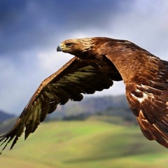 Volando como el Aguila
