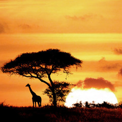 Acacia [Click 'Buy' For Free Download]