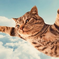 Myxomatosis (Radiohead cover)