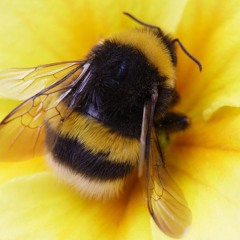 Bees In Motion