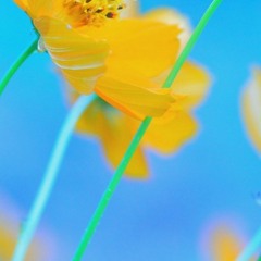 YELLOW & BLUE (LIC RADIO)