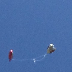 pocket full of sunshine ◕‿◕