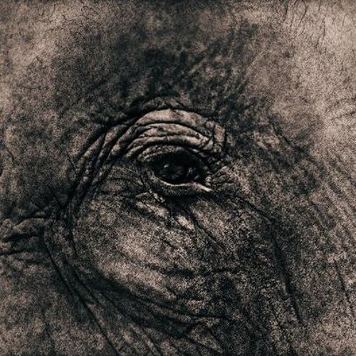 Circlesong 5 (Lobcormorão Namorado Edit)