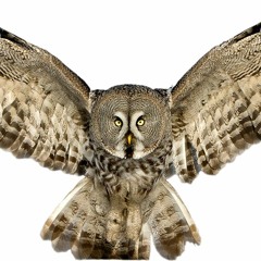 Fallen Owl Tryout