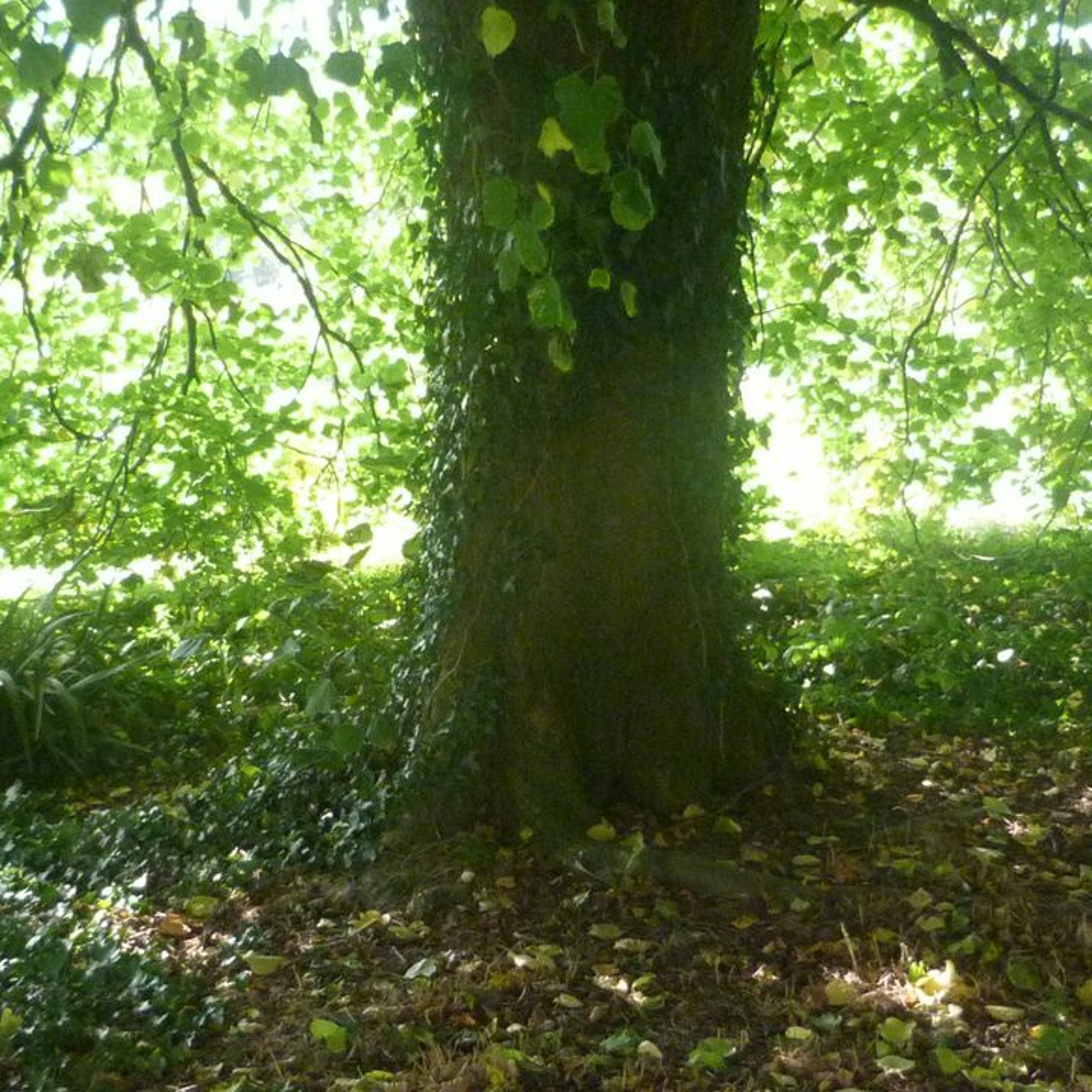 Tree Breathing Meditation episode artwork
