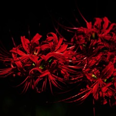 Lycoris Radiata