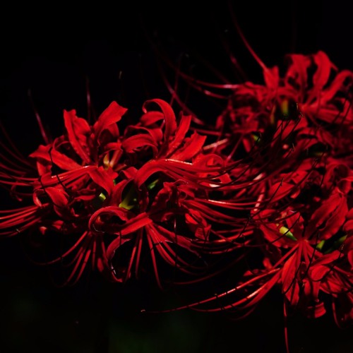 Lycoris Radiata