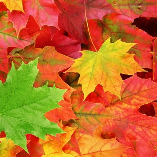 Stafa - Fall Leaves