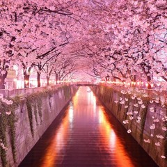 Cherry Blossom