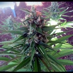 Brasil Hipócrita! Dj sóÓ! (Autoral) Prod.MusicaSimples