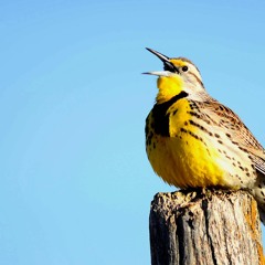 Western meadowlark