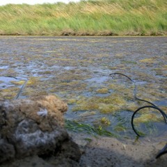under the algae | marsh serenade