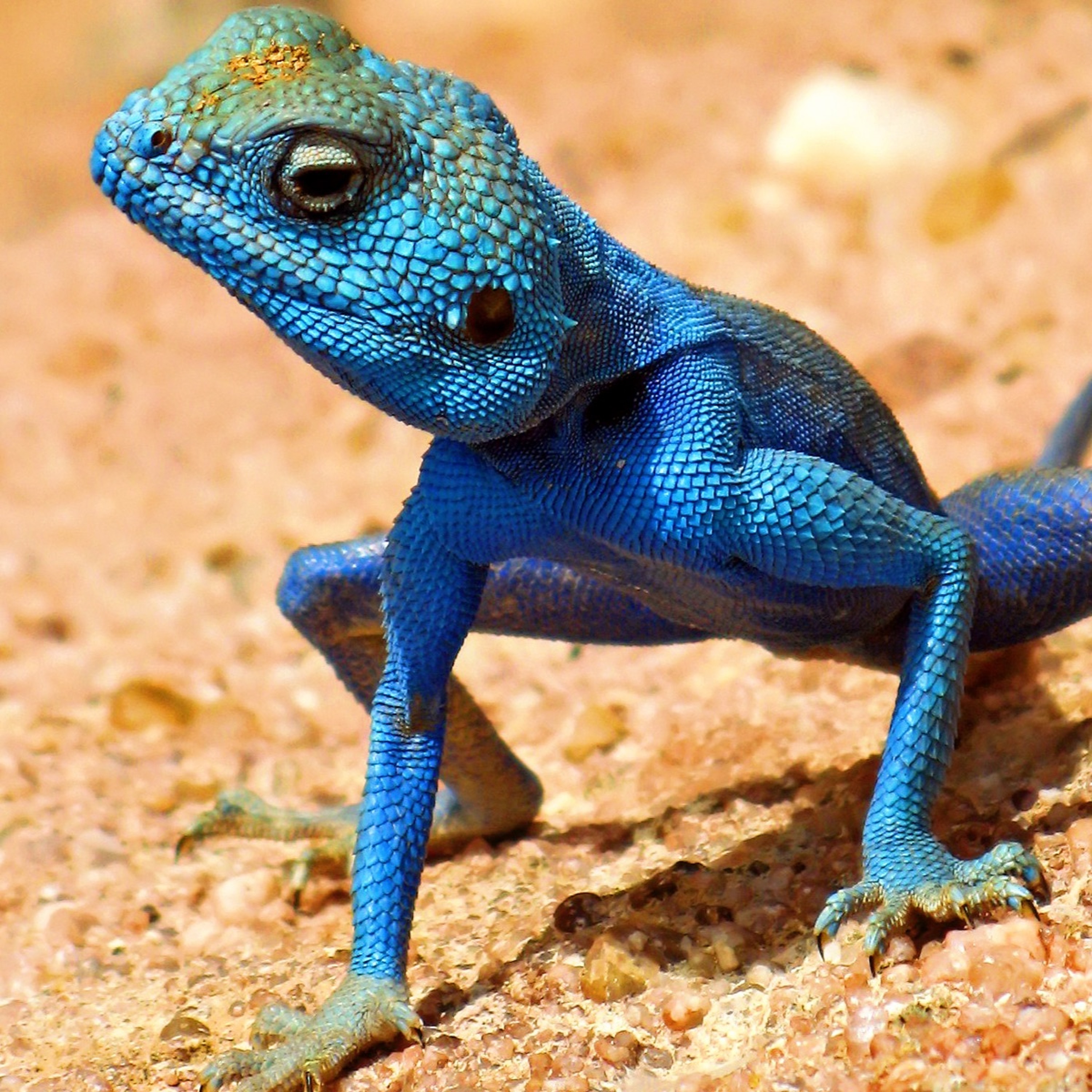 Can we be smarter than a lizard? episode artwork