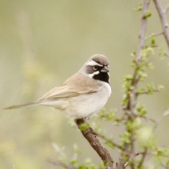 Forest and the Trees
