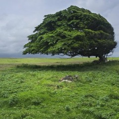 Windstorm