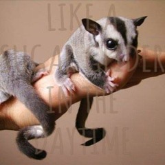 brood in the dark like a sugar glider in the daytime