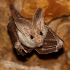 Bats Sound Effect (Cave of Bats)