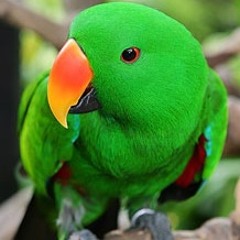 Green Parrot Sound Effect