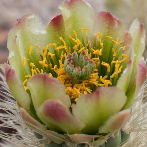 Hack.pdf FEAT. I.N. Kognito