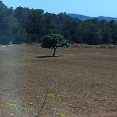 Lonely tree Trying to fuck some nice girls