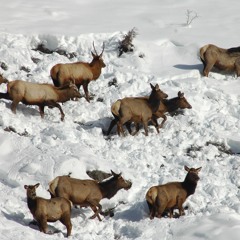 Input Sought For Elk Herd Management In Units 66 & 67